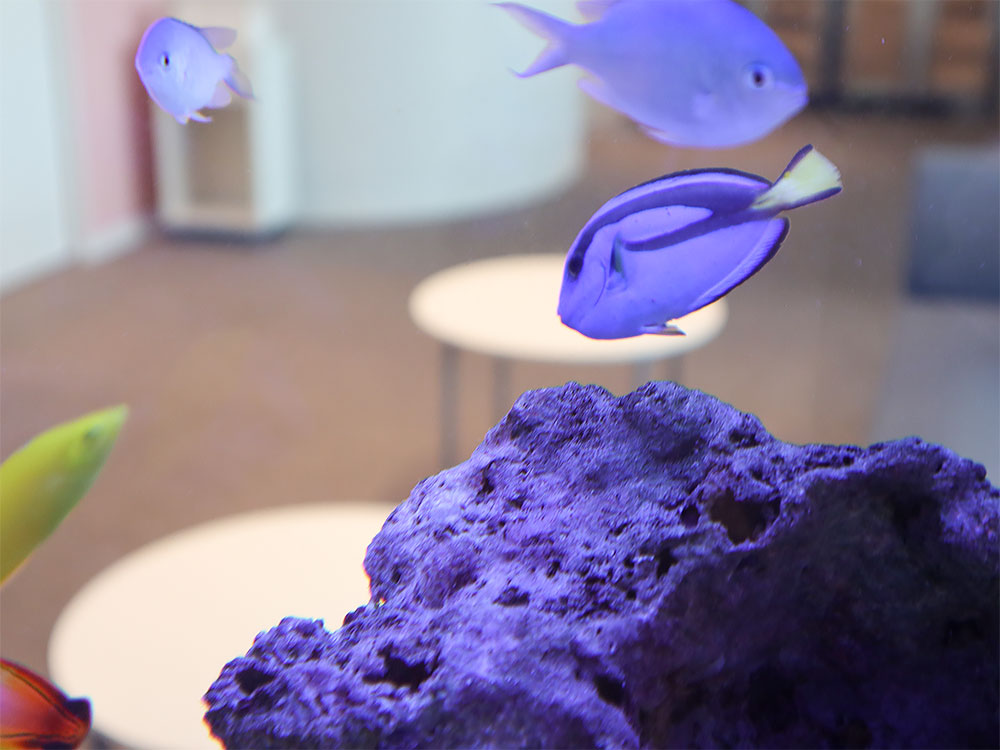 水槽に加わった新しい魚